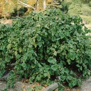 thumbnail for publication: Corylus avellana 'Contorta' Contorted European Filbert, Henry Lauder's Walking Stick